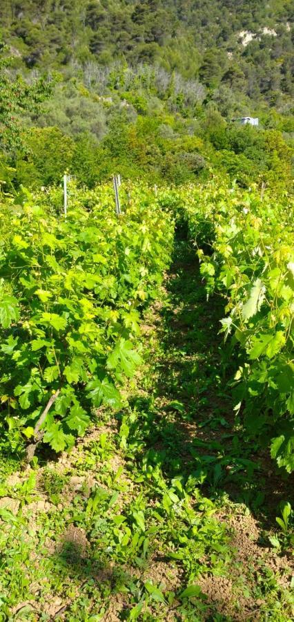 Agriturismo Vecchio Frantoio Villatella Dış mekan fotoğraf