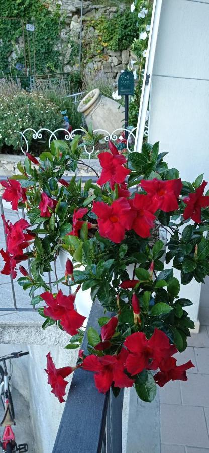 Agriturismo Vecchio Frantoio Villatella Dış mekan fotoğraf