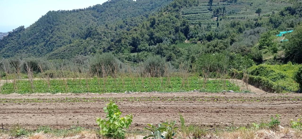 Agriturismo Vecchio Frantoio Villatella Dış mekan fotoğraf