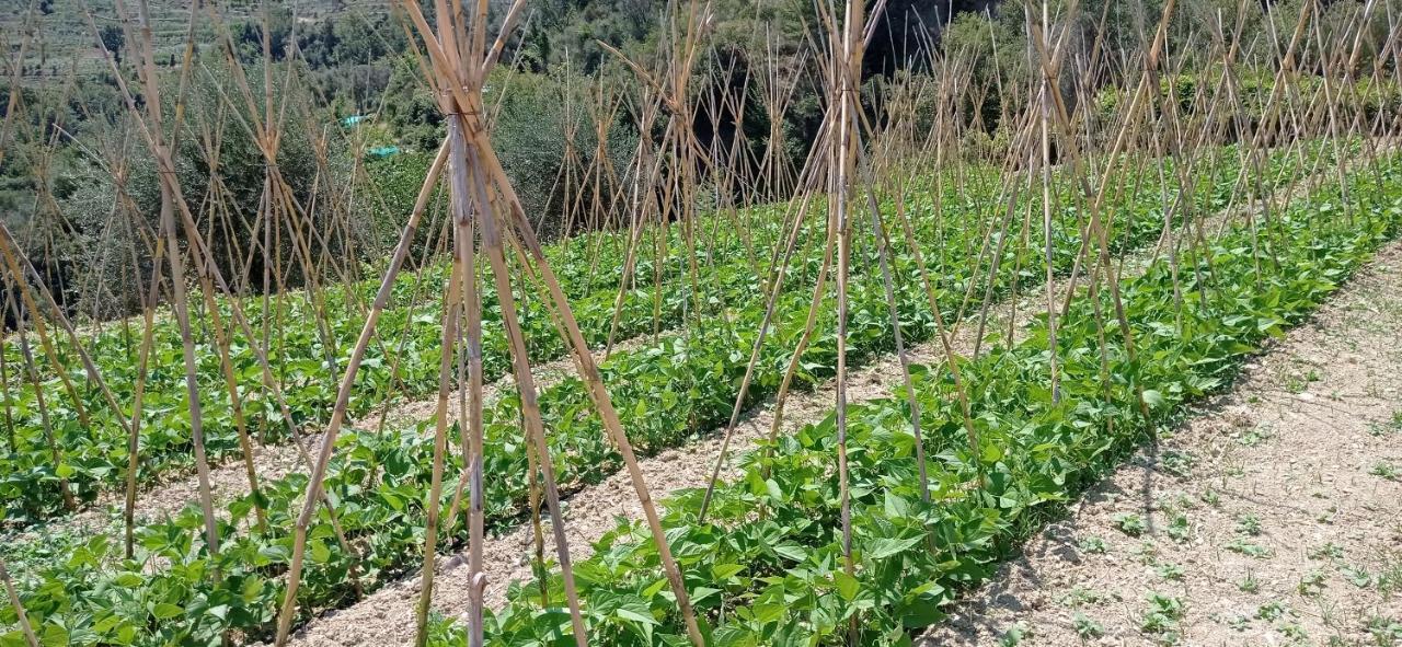 Agriturismo Vecchio Frantoio Villatella Dış mekan fotoğraf