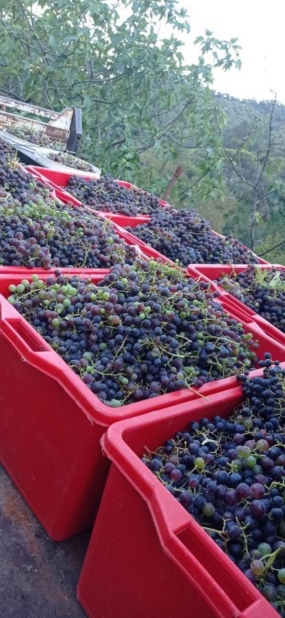 Agriturismo Vecchio Frantoio Villatella Dış mekan fotoğraf
