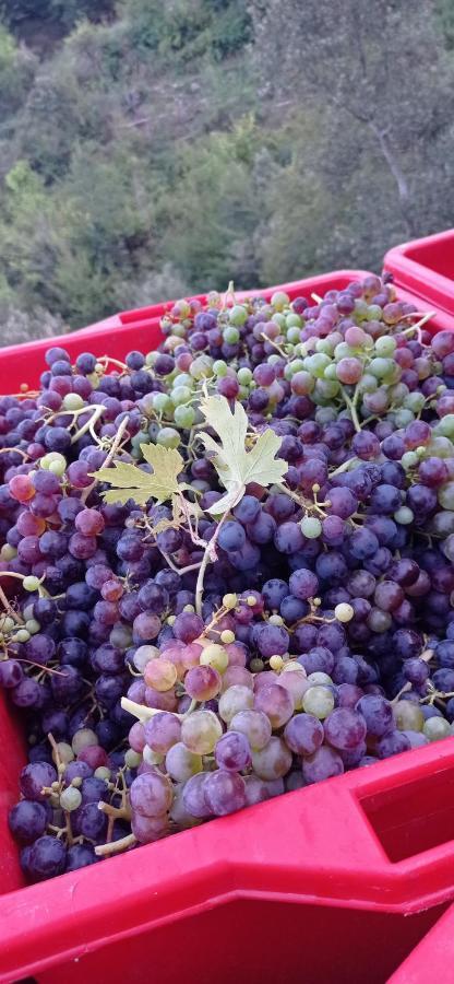 Agriturismo Vecchio Frantoio Villatella Dış mekan fotoğraf